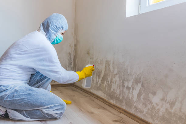 Licensed Attic Mold Removal service in Wilmette, IL - WQB Mold Removal