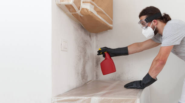 Professional Attic Mold Removal technician working in Wilmette, IL