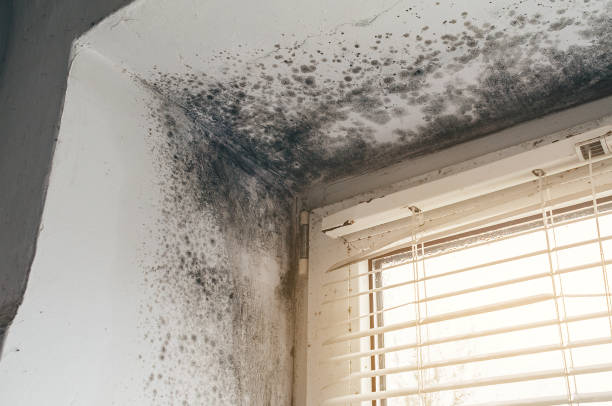 Affordable Attic Mold Removal solutions in Wilmette, IL