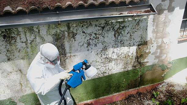 Top rated local Attic Mold Removal specialists in Wilmette, IL